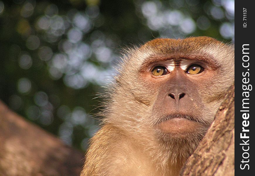 Reflective brown monkey, seems to be thinking of something. Reflective brown monkey, seems to be thinking of something