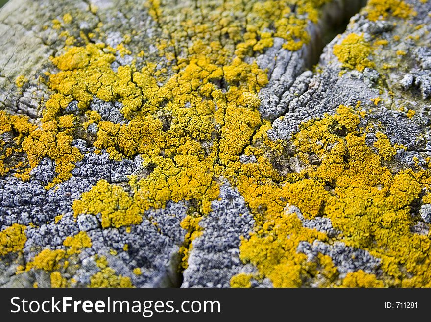 Yellow Lichen On Wooden Post
