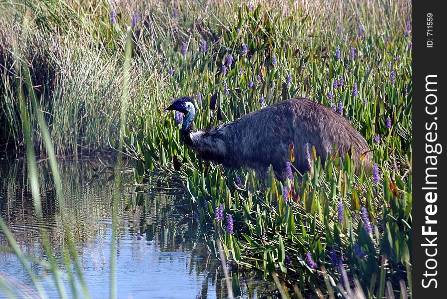 Emu wading