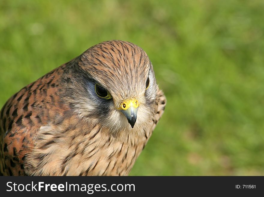 Close-up of hawk at English country estate. Close-up of hawk at English country estate