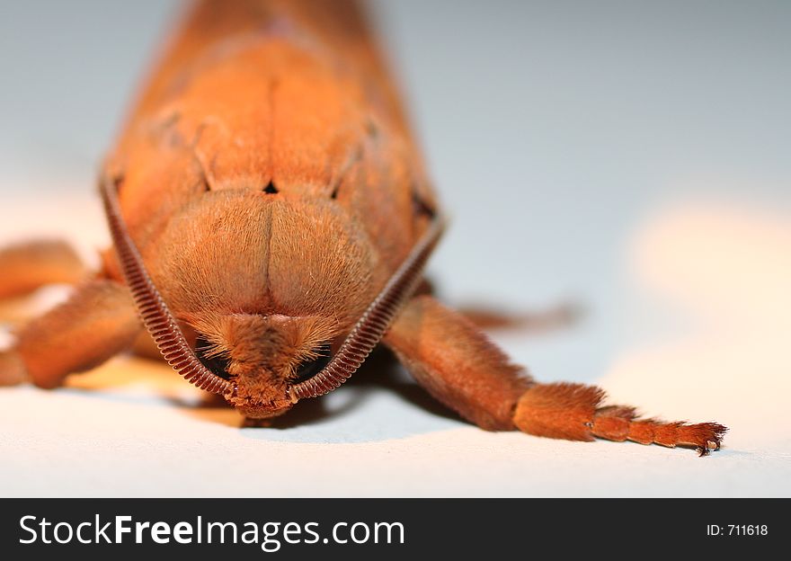 A macro photograph of a Hawk Moth front on showing detailed antennae and claws. Weird alien feel. Location: Tasmania, Australia. A macro photograph of a Hawk Moth front on showing detailed antennae and claws. Weird alien feel. Location: Tasmania, Australia.