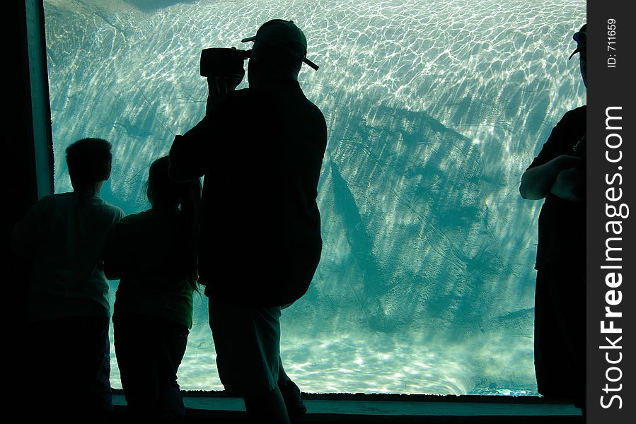Man and his children silhouetted while watching and videotaping the sea lions underwater. Man and his children silhouetted while watching and videotaping the sea lions underwater