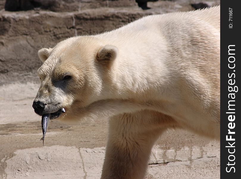 Polar Bear with a fish in his mouth. Polar Bear with a fish in his mouth