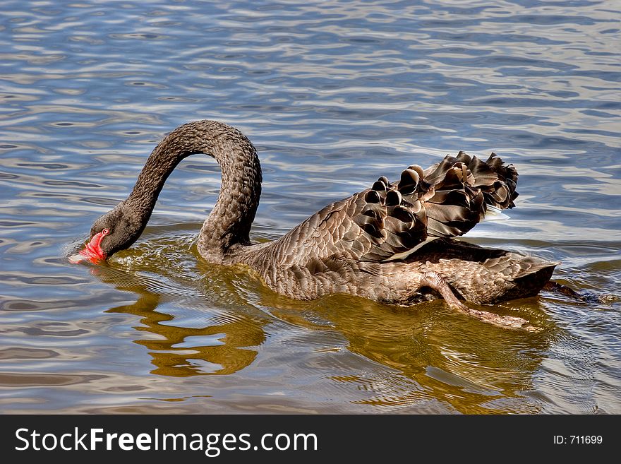 A Black Swan taking a quick drink in a lake.