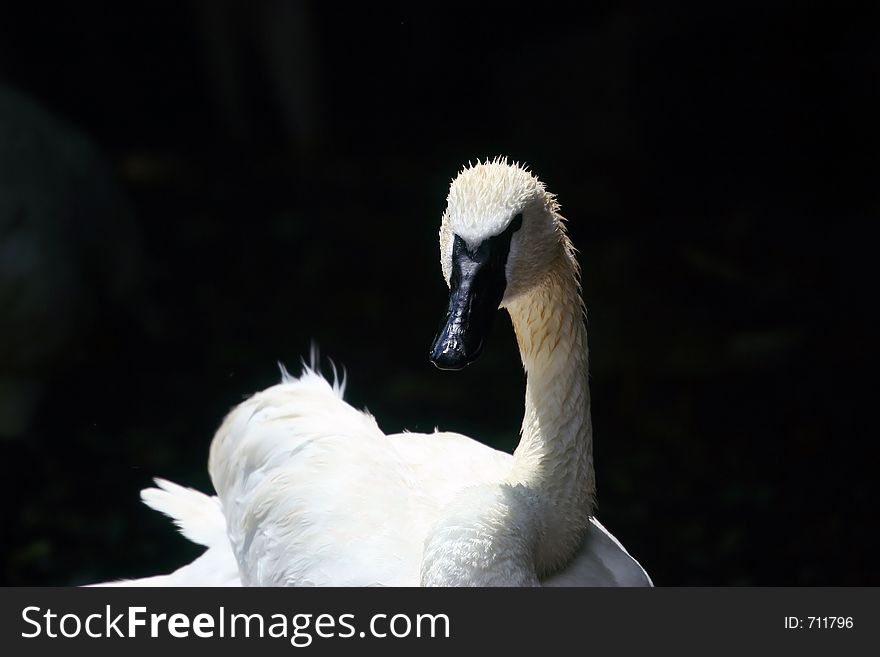 Head-on view of a black-faced swan. Head-on view of a black-faced swan