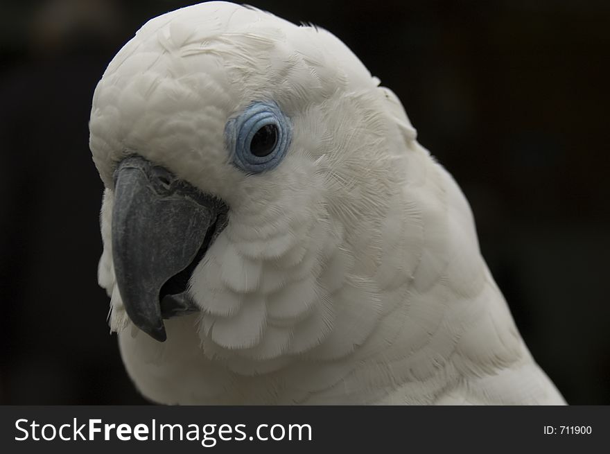 White Parrot with Blue Eye looking in Camera. White Parrot with Blue Eye looking in Camera