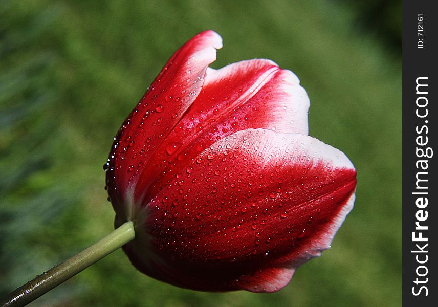 A photo of a red tulip with droplets of water