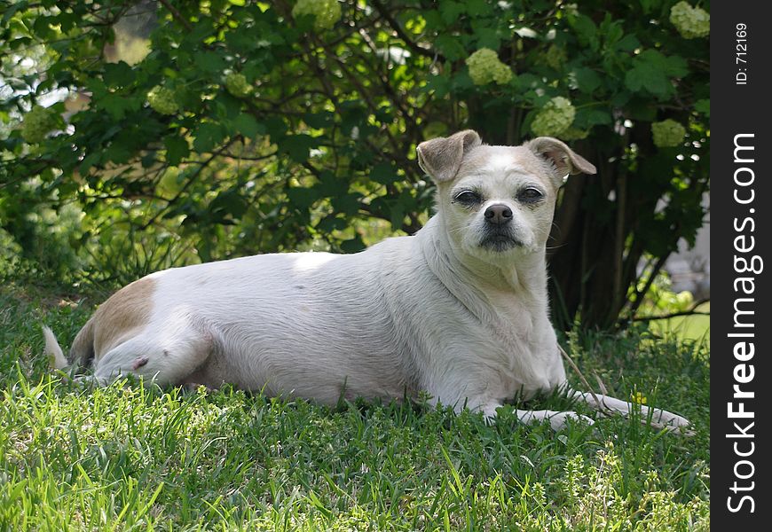 My pet dog enjoying the sun. My pet dog enjoying the sun