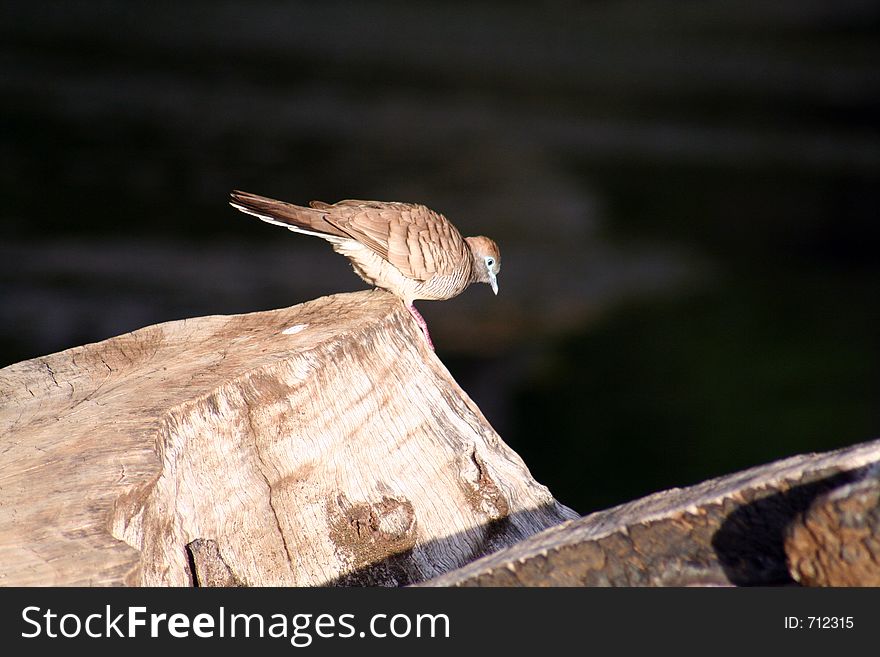 Zebra Dove On A Trunk