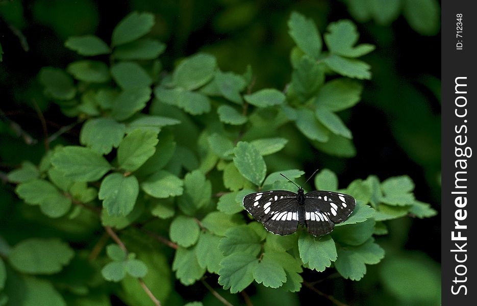 Butterfly sitting on green leaf