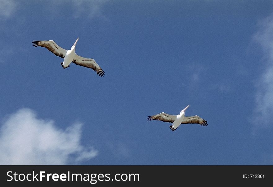 Two pelicans flying in the sky