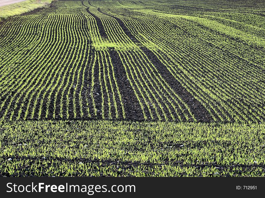 Green field. Green field