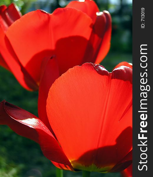 Red tulips close up