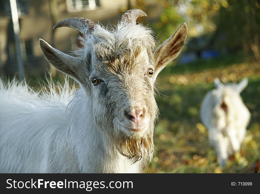 Home goat portrait