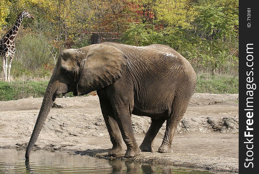 Elephant Taking a Drink