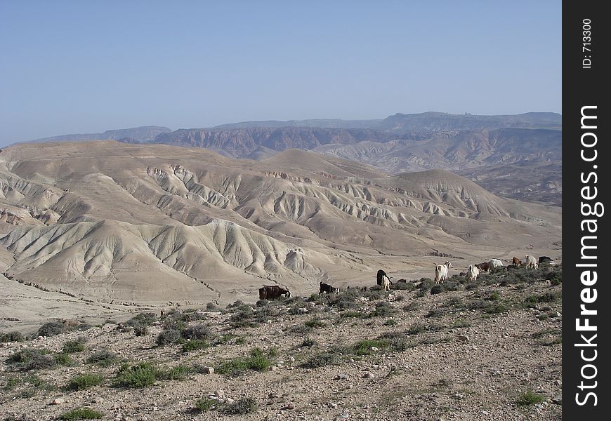 Rolling dry hills with grazing goats in the foreground. Taken in Jordan. Rolling dry hills with grazing goats in the foreground. Taken in Jordan