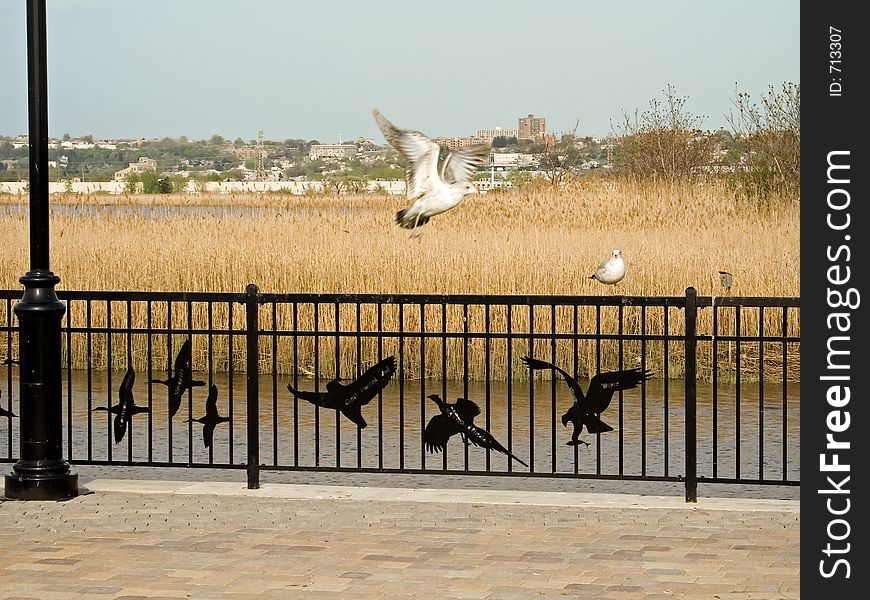 A seagull in flight at a nature preserve in the New Jersey meadowlands located in Secaucus, NJ.