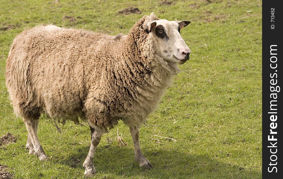 Old sheep on a meadow