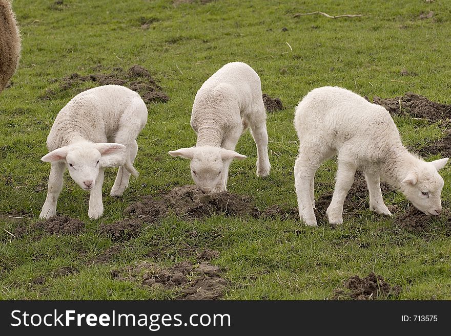 Three lambs in spring