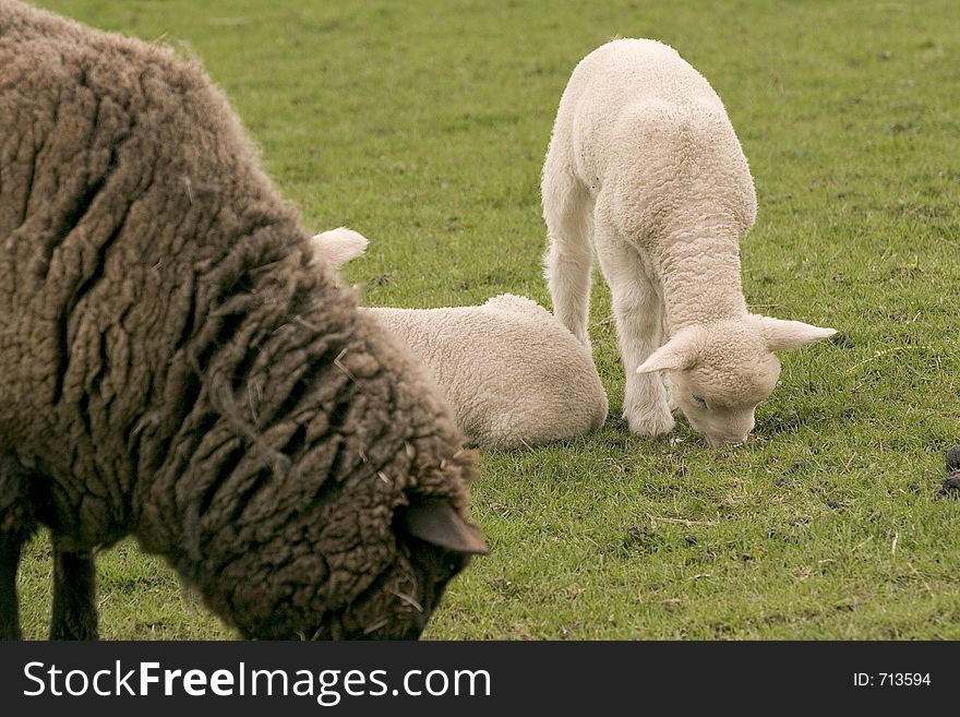 Lambs 1