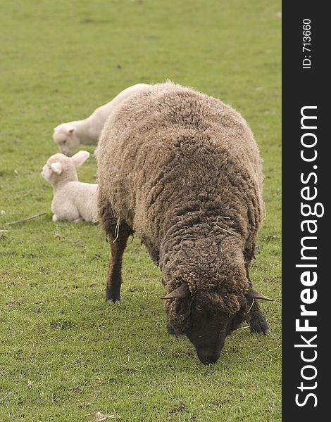 Brown sheep on a meadow with lambs