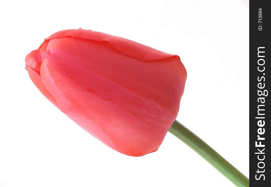 Red tulip with some water drops and a green stalk