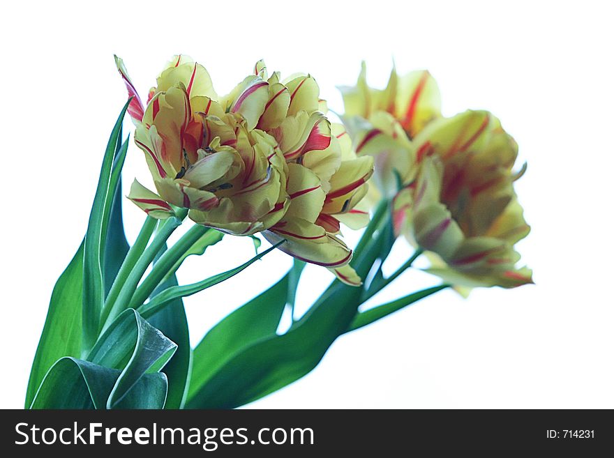 Yellow tulip in white backgraund. Yellow tulip in white backgraund