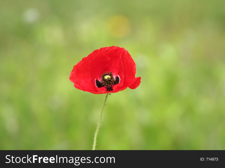 Red Popy flower in a field