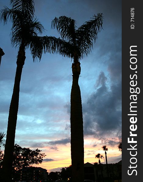 Two palmtrees are silhouetted at sunset. Two palmtrees are silhouetted at sunset