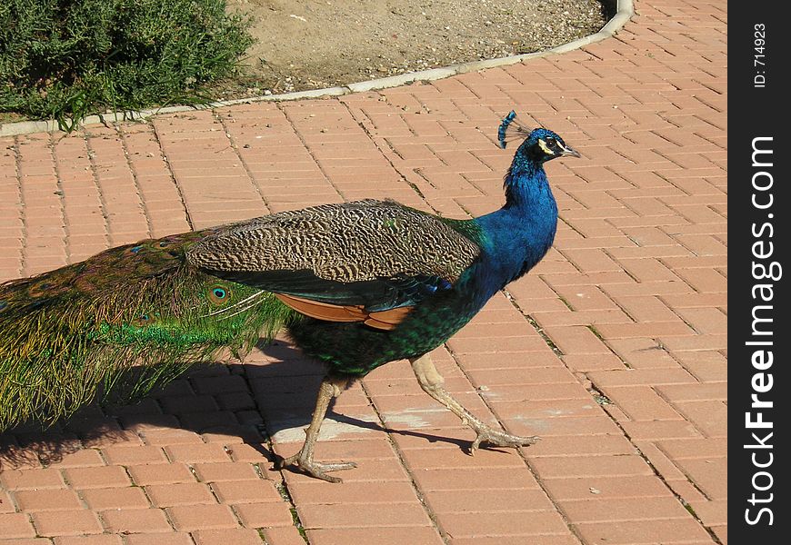 Male peacock walking around