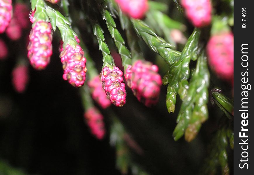 Pink flower tips of a fir tree