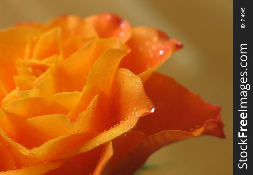 Rose closeup