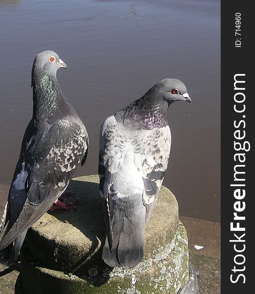 Pair of pigeons