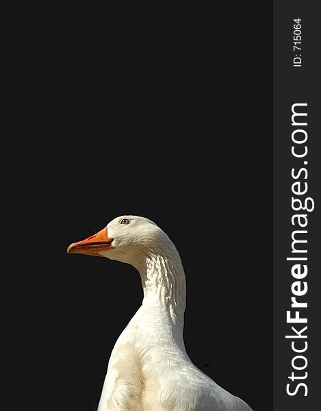 White goose profile on black background