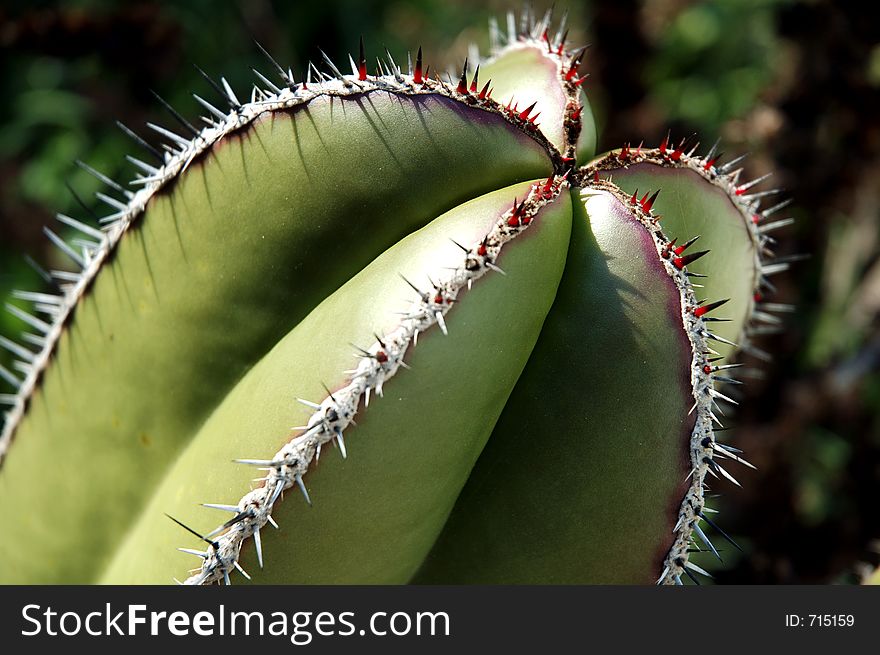 Close up of a cactus plant