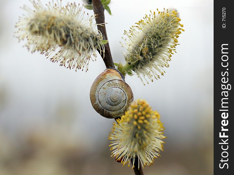 Snail On Pussy Willow Branch