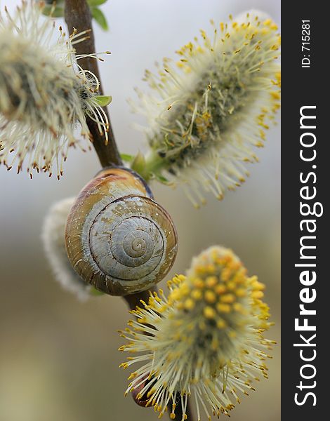 Snail on willow branch close up. Snail on willow branch close up