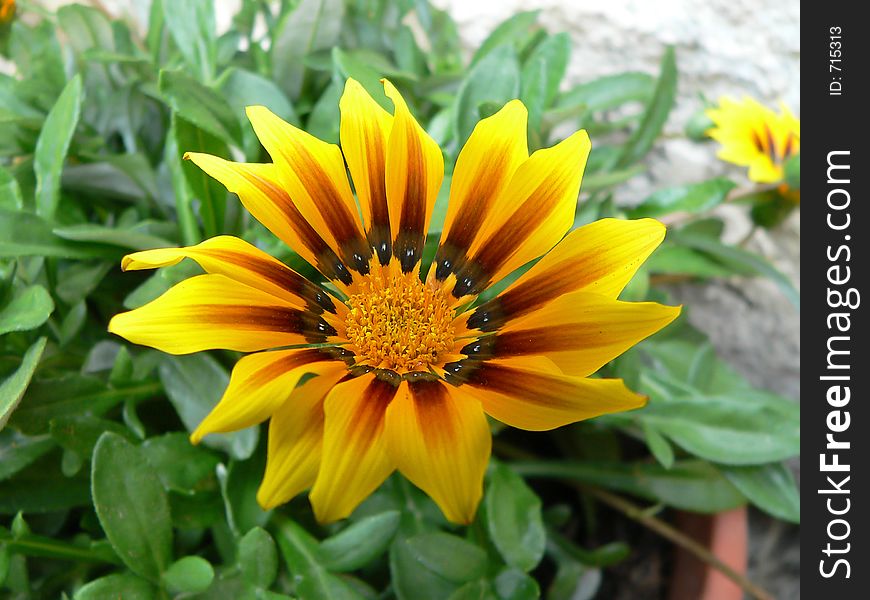 Yellow flower with 15 brown striped petals. Yellow flower with 15 brown striped petals.