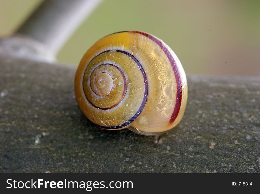 Snail On Tree Bark, Macro Horizontal