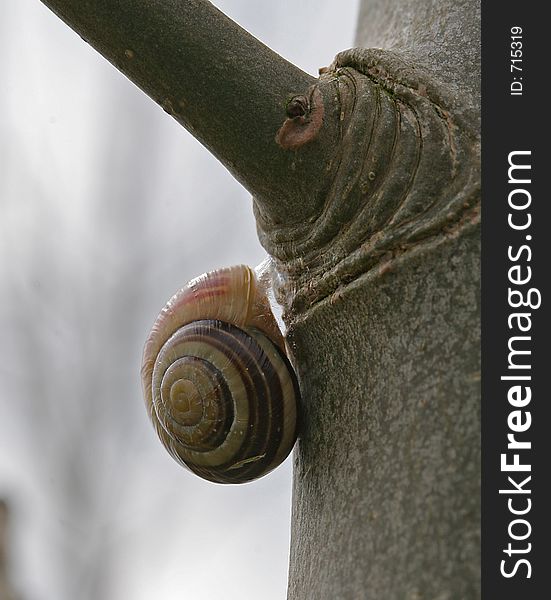 Snail on side of a tree, close up with blurred background. Snail on side of a tree, close up with blurred background