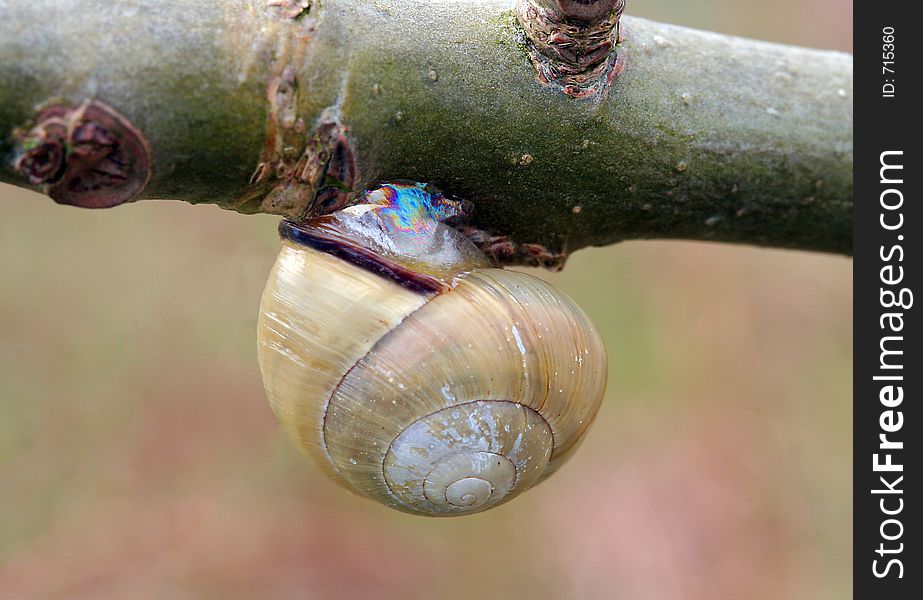 Snail hanging upside down below a tree branch. Snail hanging upside down below a tree branch