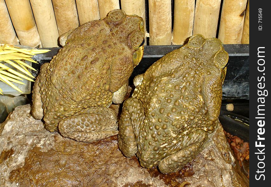 Shy couple of brown toad. Shy couple of brown toad