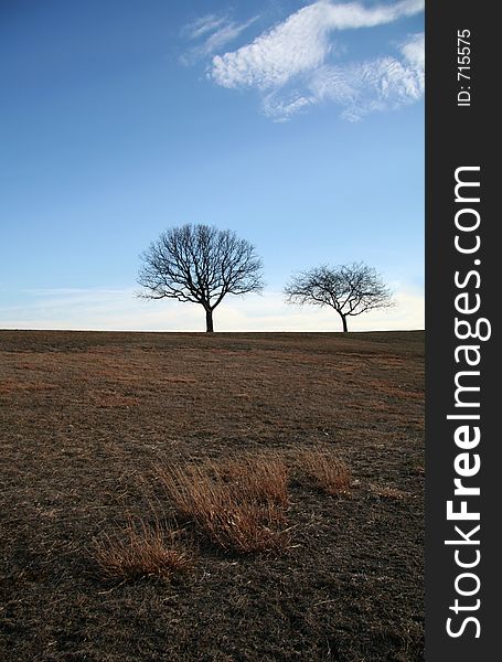 Lonely Landscape of Trees. Lonely Landscape of Trees