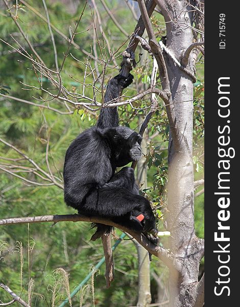 Siamang Gibbons are unique Primates,lives high up in rainforests of Malaysia and Sumatra travels rapidly through trees by moving arm over arm/swinging from branch to branch walks along branches if they are too big to grip with hands communicates by calling to others has the loudest call of all gibbons can be heard from two miles away