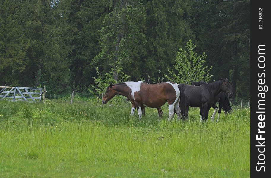 Horses in field of local ranch. Horses in field of local ranch