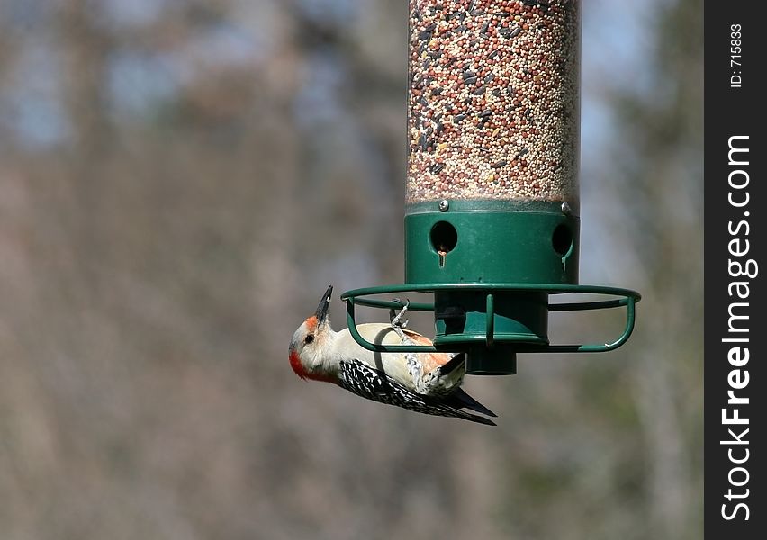 Red-Headed Woodpecker Playing on a Bird Feeder