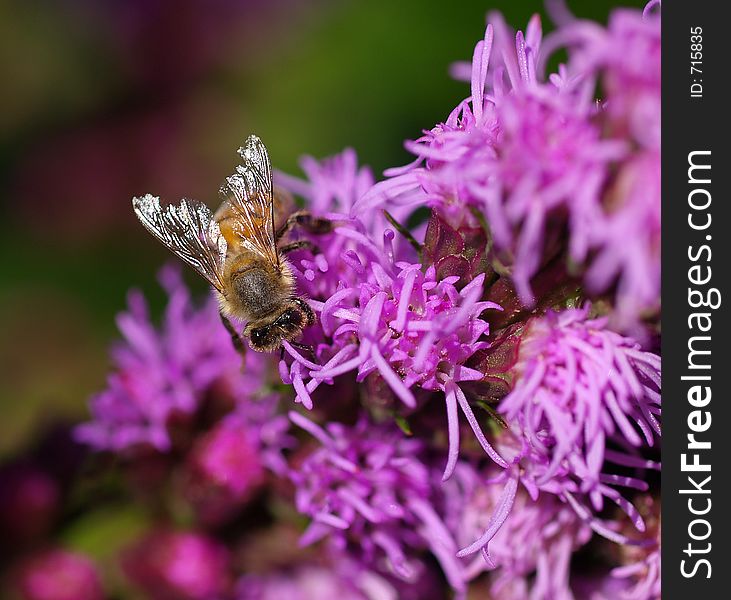 Bee pollinating flowers. Bee pollinating flowers