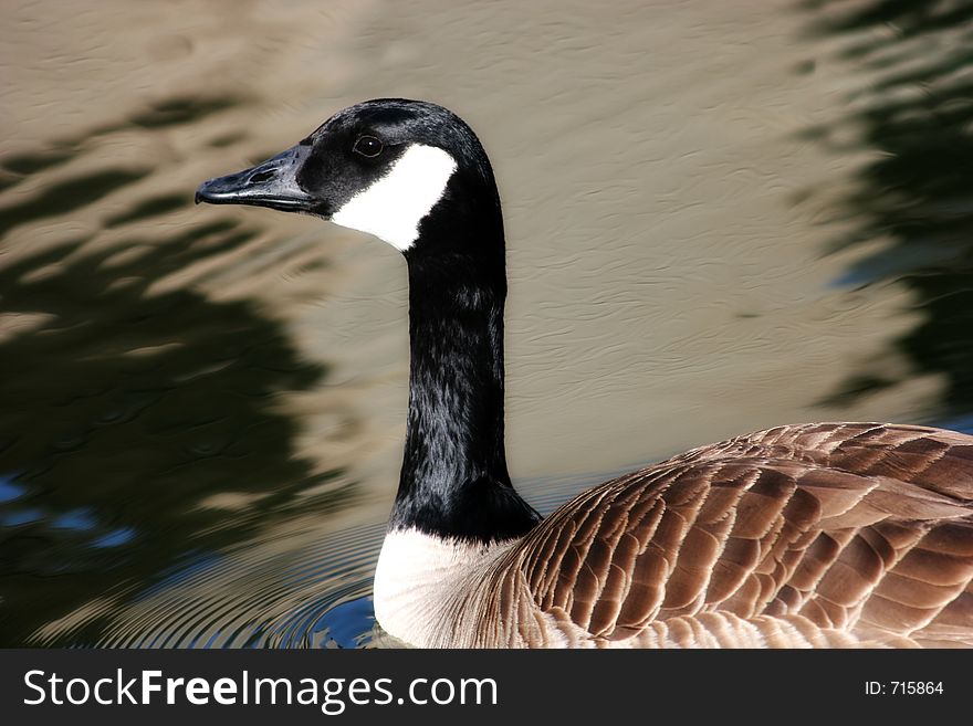 Canadian Goose in the Water