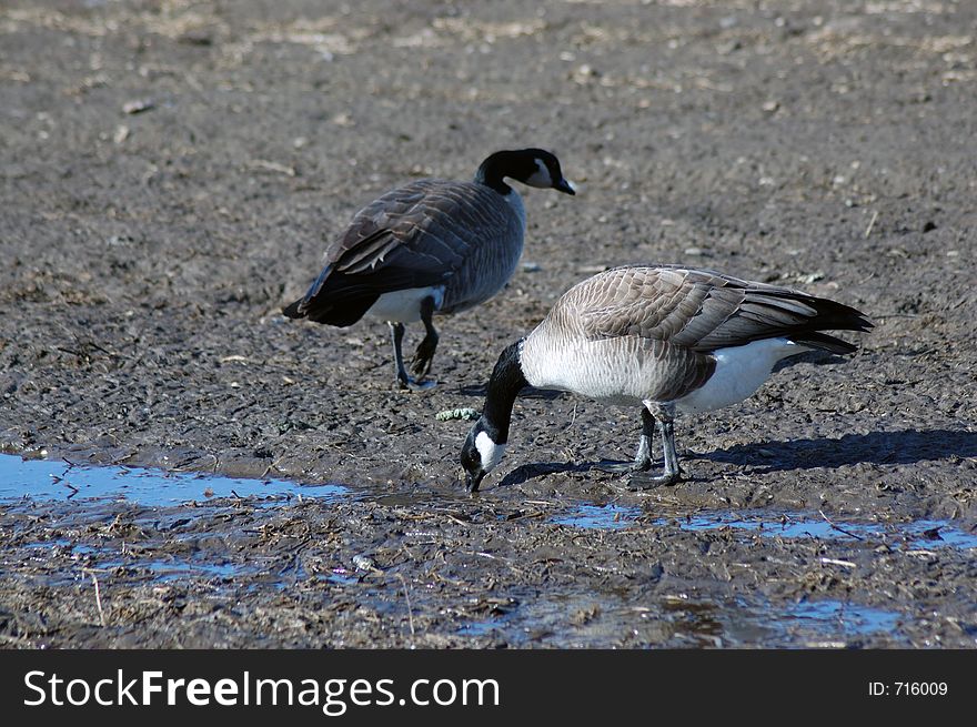 Canadian geese seeking a drink of water