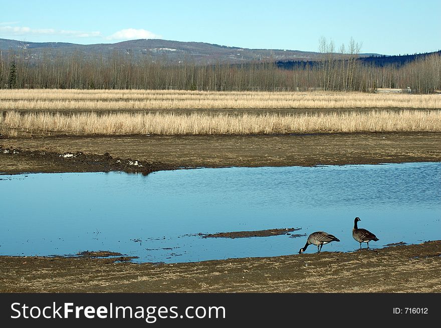 A pair of canadian geese drink from a small pond. A pair of canadian geese drink from a small pond